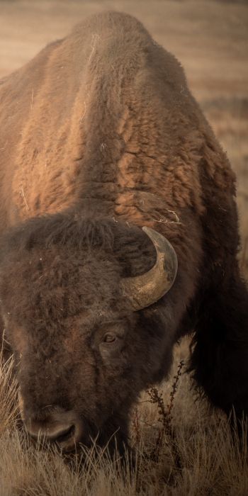 Antelope Island, Utah, USA, bison, bull, buffalo Wallpaper 720x1440