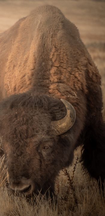 Antelope Island, Utah, USA, bison, bull, buffalo Wallpaper 1440x2960
