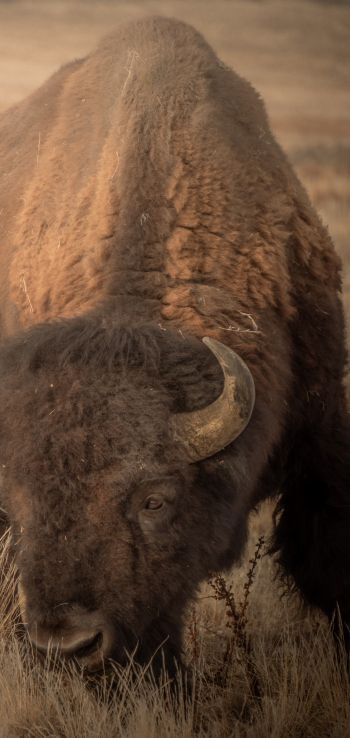 Antelope Island, Utah, USA, bison, bull, buffalo Wallpaper 720x1520