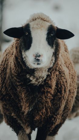 The Netherlands, sheep, wool Wallpaper 640x1136