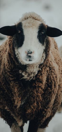 The Netherlands, sheep, wool Wallpaper 1440x3040