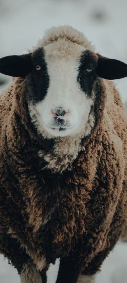 The Netherlands, sheep, wool Wallpaper 1440x3200
