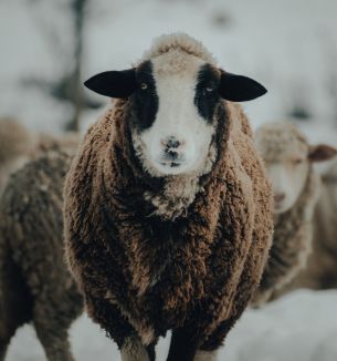 The Netherlands, sheep, wool Wallpaper 3668x3927