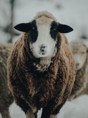 The Netherlands, sheep, wool Wallpaper 1620x2160