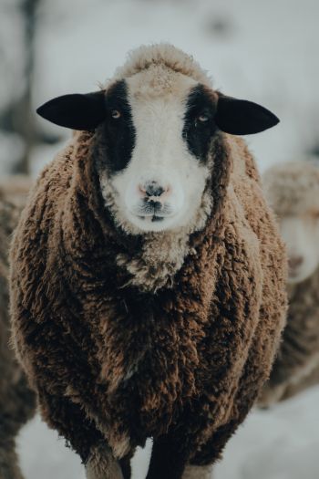The Netherlands, sheep, wool Wallpaper 640x960