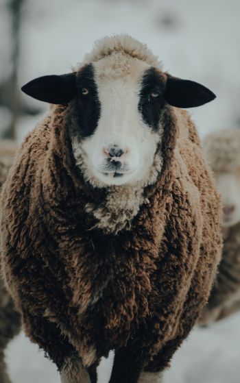 The Netherlands, sheep, wool Wallpaper 1752x2800