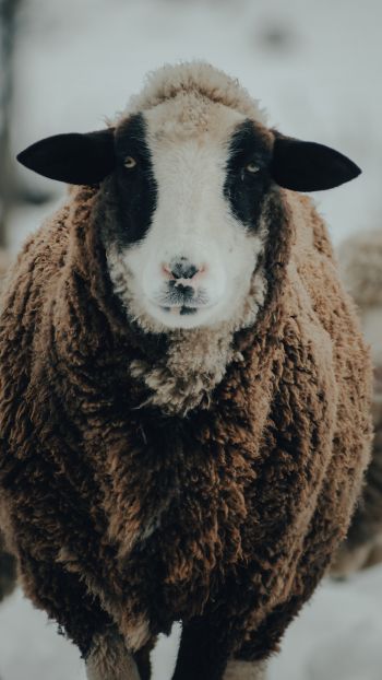 The Netherlands, sheep, wool Wallpaper 1440x2560