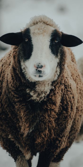 The Netherlands, sheep, wool Wallpaper 720x1440