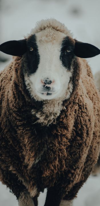 The Netherlands, sheep, wool Wallpaper 1440x2960