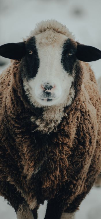 The Netherlands, sheep, wool Wallpaper 1242x2688