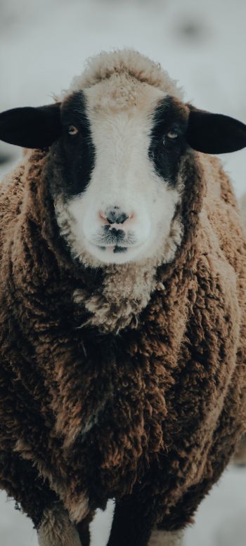The Netherlands, sheep, wool Wallpaper 720x1600