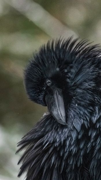 black, bird, close up Wallpaper 640x1136