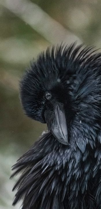 black, bird, close up Wallpaper 1080x2220