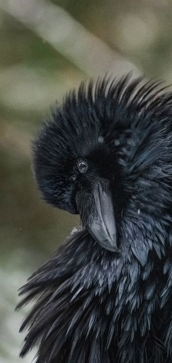 black, bird, close up Wallpaper 1080x2280