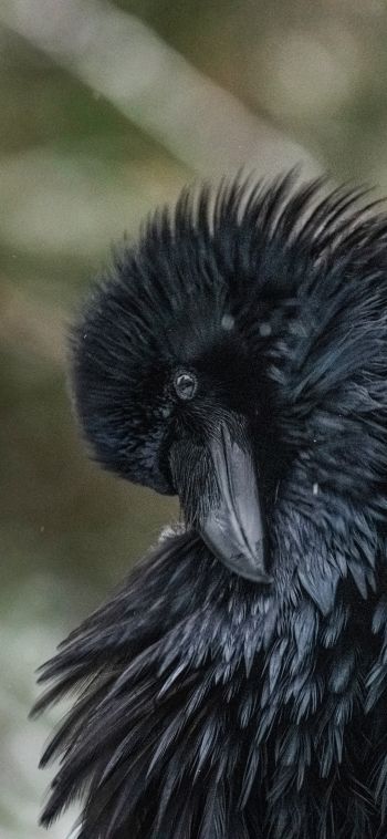 black, bird, close up Wallpaper 1080x2340