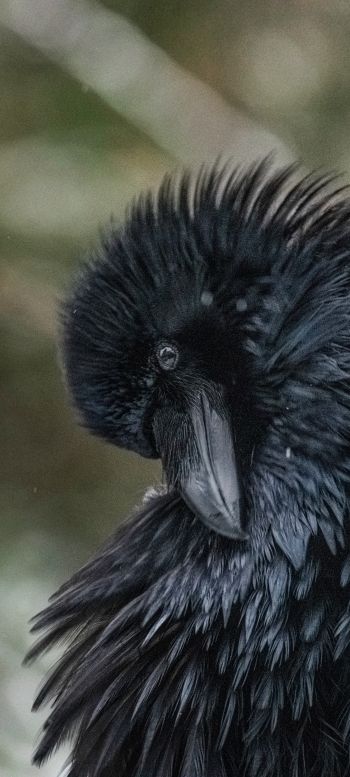 black, bird, close up Wallpaper 1080x2400