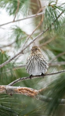 Ontario, Canada, bird, coniferous Wallpaper 640x1136