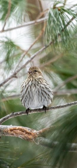 Ontario, Canada, bird, coniferous Wallpaper 1080x2340