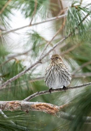 Ontario, Canada, bird, coniferous Wallpaper 1640x2360