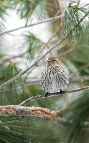 Ontario, Canada, bird, coniferous Wallpaper 1752x2800