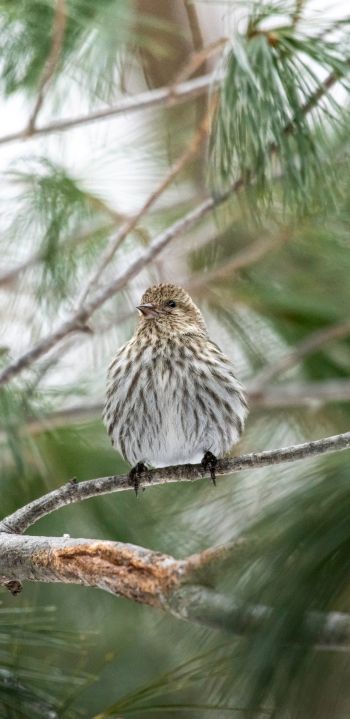 Ontario, Canada, bird, coniferous Wallpaper 1080x2220
