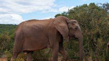 Обои 2560x1440 Африканское животное, слон, гигант