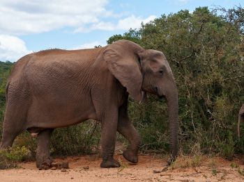 Обои 800x600 Африканское животное, слон, гигант