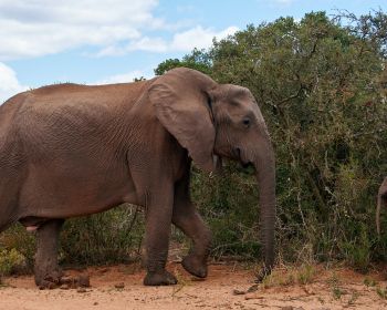 Обои 1280x1024 Африканское животное, слон, гигант