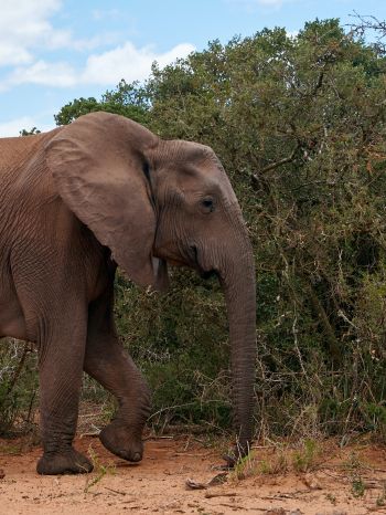 Обои 1668x2224 Африканское животное, слон, гигант