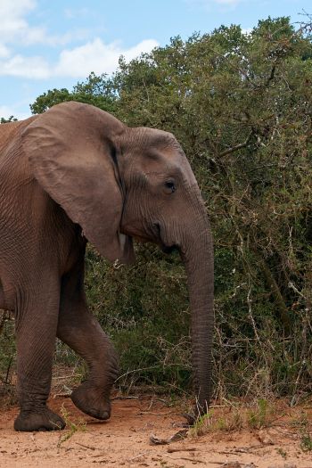 Обои 640x960 Африканское животное, слон, гигант