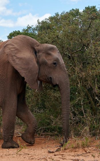 Обои 1600x2560 Африканское животное, слон, гигант