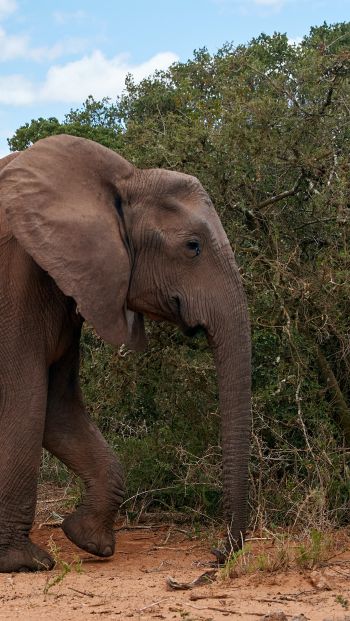Обои 640x1136 Африканское животное, слон, гигант