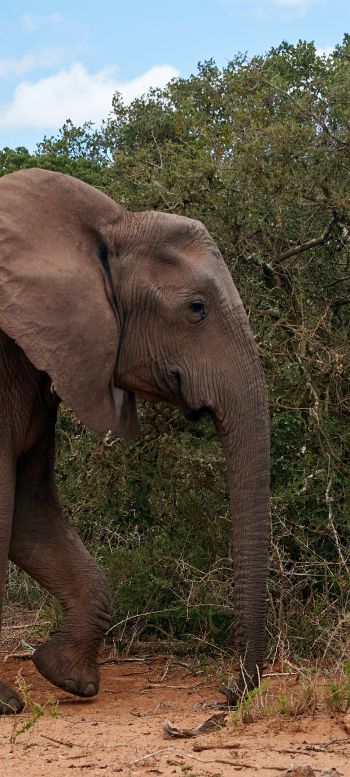 Обои 1080x2400 Африканское животное, слон, гигант