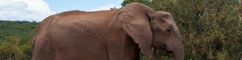 Обои 1590x400 Африканское животное, слон, гигант