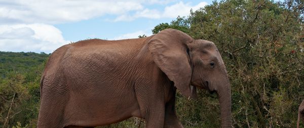 Обои 2560x1080 Африканское животное, слон, гигант