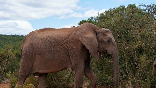 Обои 1366x768 Африканское животное, слон, гигант
