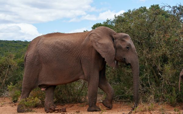 Обои 2560x1600 Африканское животное, слон, гигант