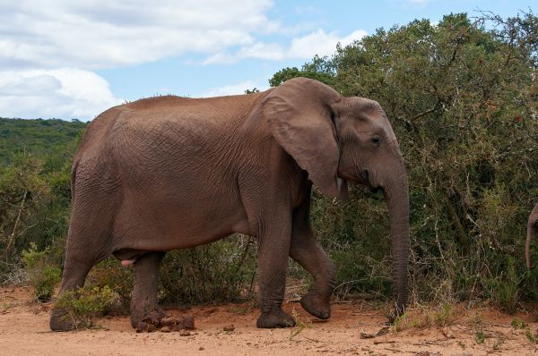 Обои 4912x3264 Африканское животное, слон, гигант