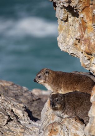 Hermanus, South Africa, small animal, wild nature Wallpaper 1668x2388