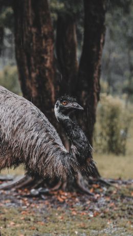 emu, beak, ostrich, wild nature Wallpaper 640x1136
