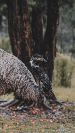 emu, beak, ostrich, wild nature Wallpaper 750x1334