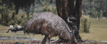 emu, beak, ostrich, wild nature Wallpaper 2560x1080