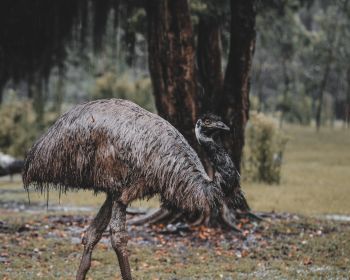 emu, beak, ostrich, wild nature Wallpaper 1280x1024