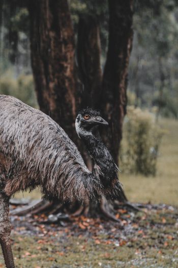 emu, beak, ostrich, wild nature Wallpaper 640x960