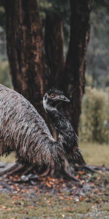 emu, beak, ostrich, wild nature Wallpaper 720x1440