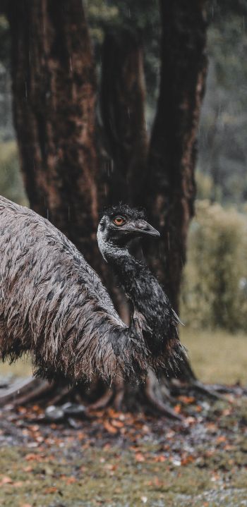 emu, beak, ostrich, wild nature Wallpaper 1080x2220