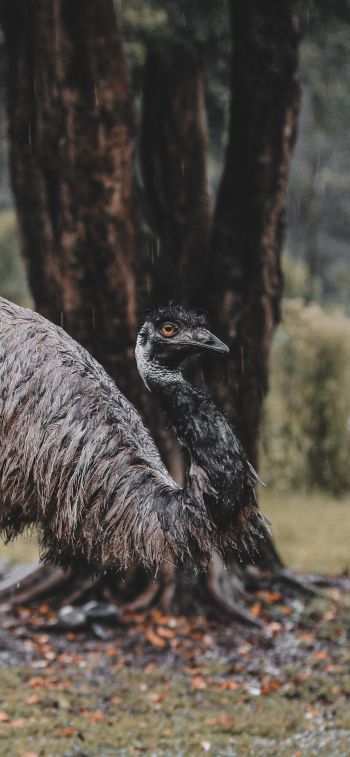 emu, beak, ostrich, wild nature Wallpaper 1125x2436