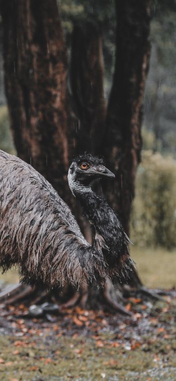 emu, beak, ostrich, wild nature Wallpaper 1080x2340