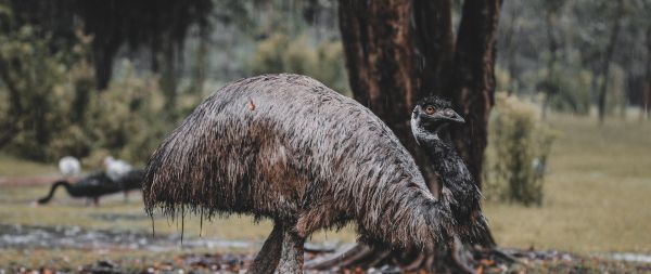 emu, beak, ostrich, wild nature Wallpaper 2560x1080