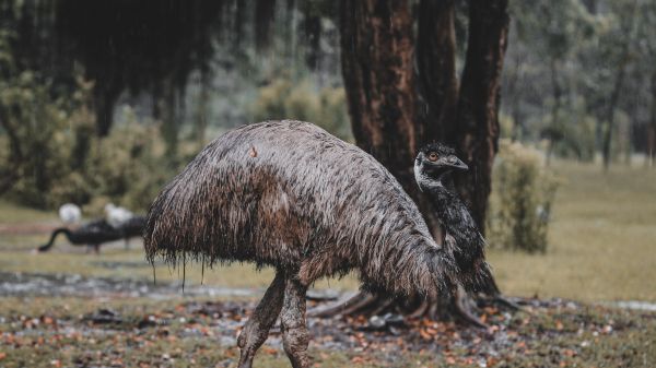 emu, beak, ostrich, wild nature Wallpaper 1600x900